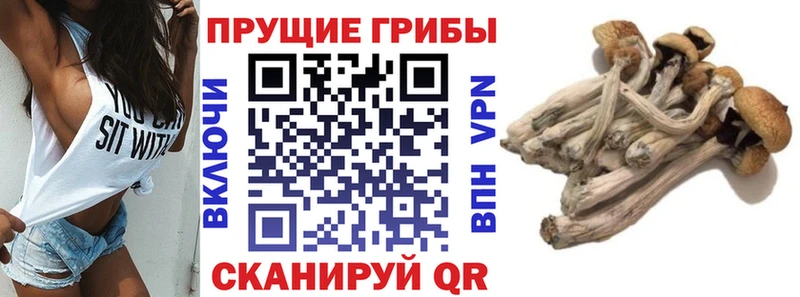 Псилоцибиновые грибы Cubensis Суджа